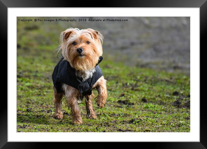 Captivating Yorkshire Terrier Portrait Framed Mounted Print by Derrick Fox Lomax