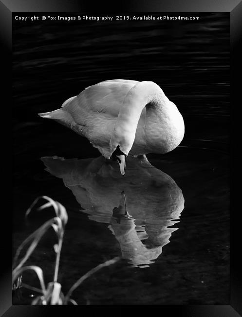 Mute swan on the lake Framed Print by Derrick Fox Lomax