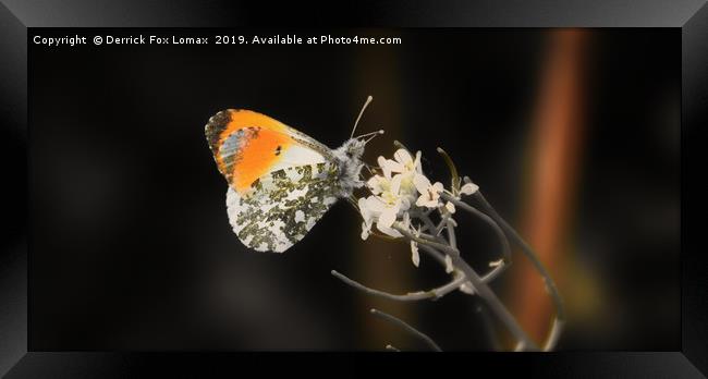 Orange tip butterfly Framed Print by Derrick Fox Lomax