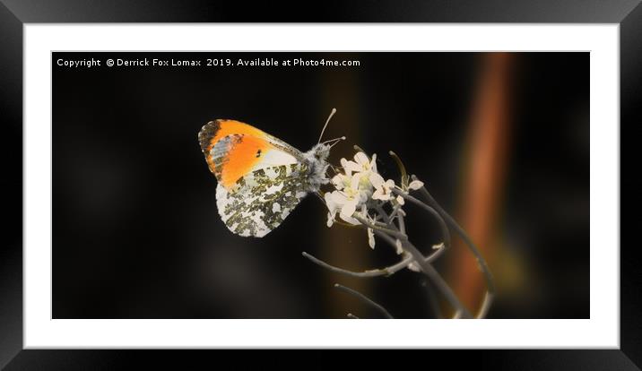 Orange tip butterfly Framed Mounted Print by Derrick Fox Lomax