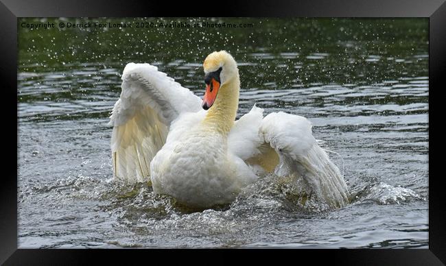 Mute Swan Taking a Bath Framed Print by Derrick Fox Lomax
