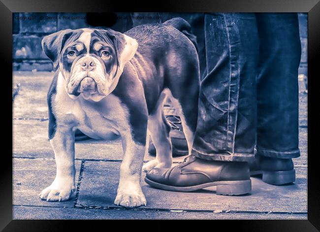 British Bulldog Framed Print by Derrick Fox Lomax