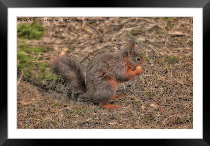 Red Squirrel Framed Mounted Print by Derrick Fox Lomax
