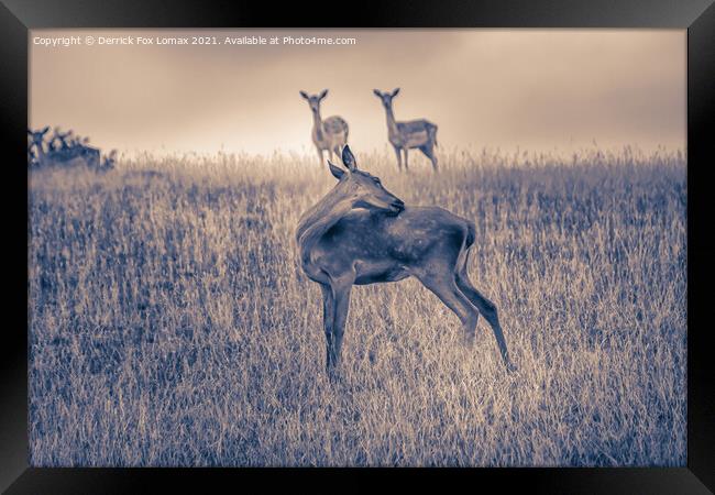 Fallow deer  in yorkshire Framed Print by Derrick Fox Lomax