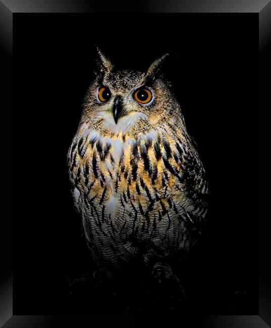  Owl at night Framed Print by STEPHEN WALSH