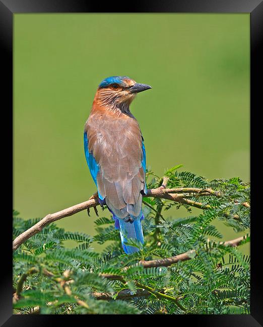  Indian Roller Framed Print by Tahir abbas