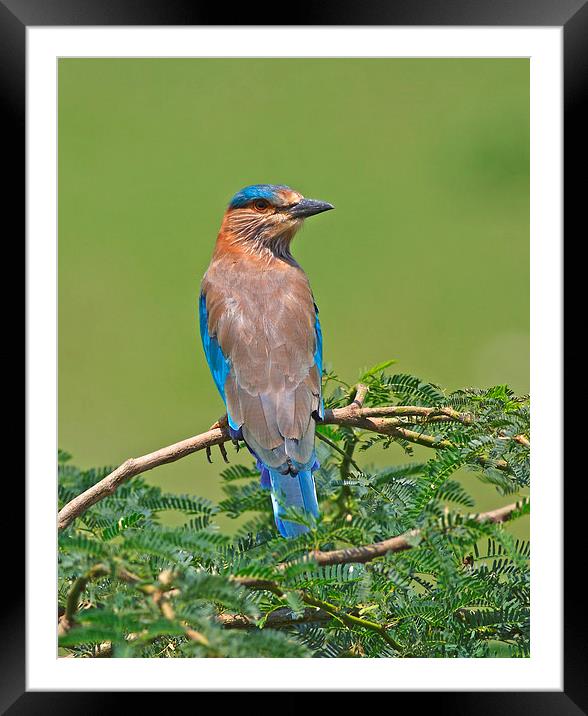  Indian Roller Framed Mounted Print by Tahir abbas