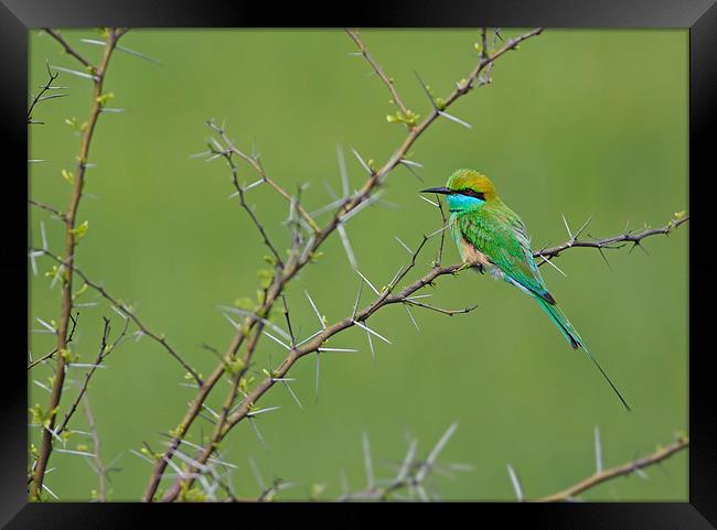 Little Green bee Eater Framed Print by Tahir abbas