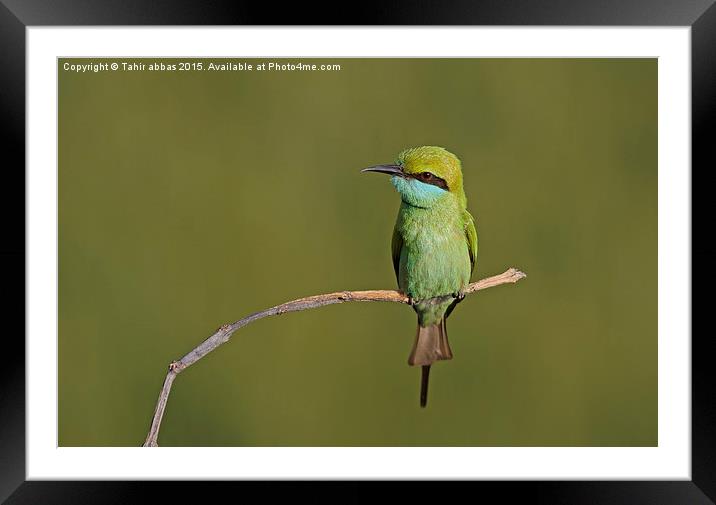  Little green bee eater Framed Mounted Print by Tahir abbas