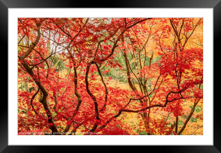 Red Maple Leaves on Black Branches Framed Mounted Print by Mark Poley