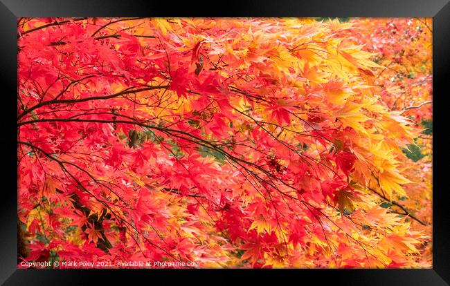 Cascade of Red & Yellow Maple Tree Branches Framed Print by Mark Poley