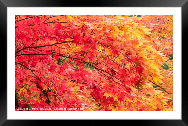 Cascade of Red & Yellow Maple Tree Branches Framed Mounted Print by Mark Poley