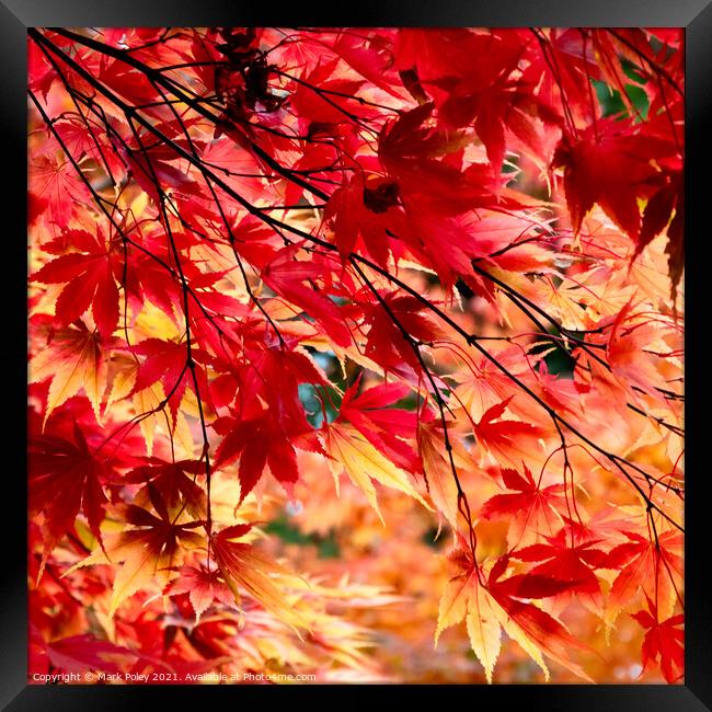 Under the Maple Tree Framed Print by Mark Poley