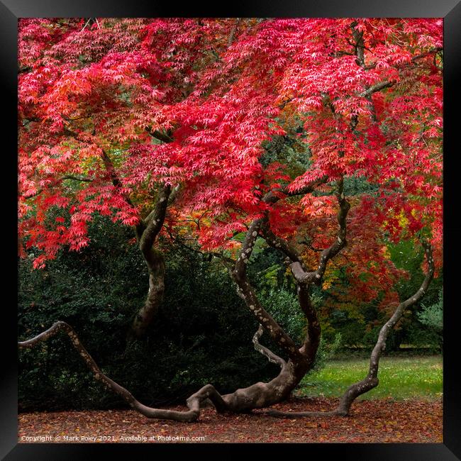 Twists and turns of a flourishing Acer Framed Print by Mark Poley