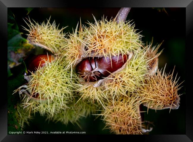 Sweet Chestnuts bursting out of their capsules  Framed Print by Mark Poley