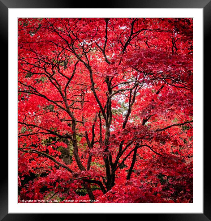 Autumn Glory - Red Acer Framed Mounted Print by Mark Poley
