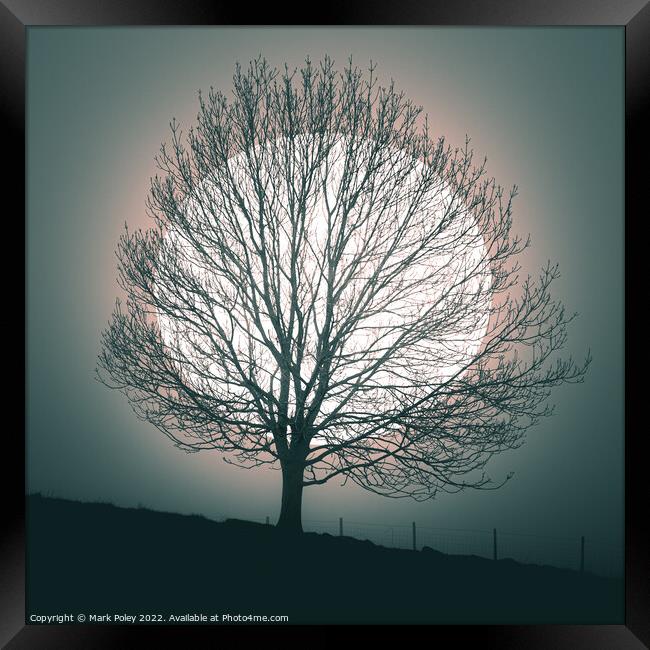 Tree silhouetted by white Orb in Talgarth Framed Print by Mark Poley