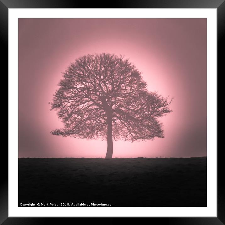 Winter tree emerging from dawn mist Framed Mounted Print by Mark Poley
