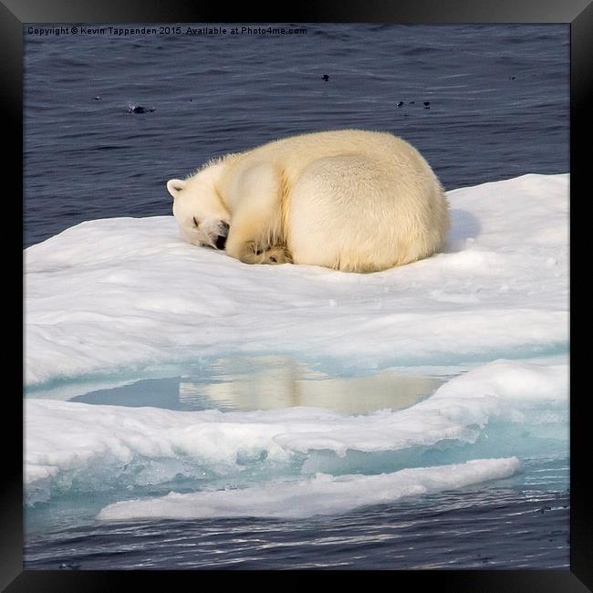  Sleeping Polar Bear Reflection Framed Print by Kevin Tappenden