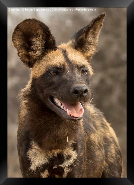  Wild Dog Portrait Framed Print by Kevin Tappenden