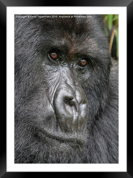  Mountain Gorilla Portrait Framed Mounted Print by Kevin Tappenden