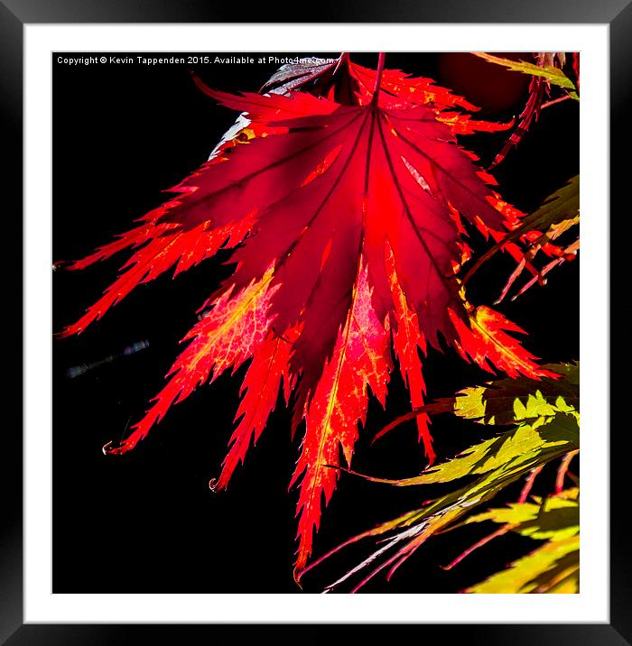  Autumn Colours Framed Mounted Print by Kevin Tappenden