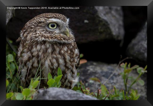  Little Owl Portrait Framed Print by Kevin Tappenden