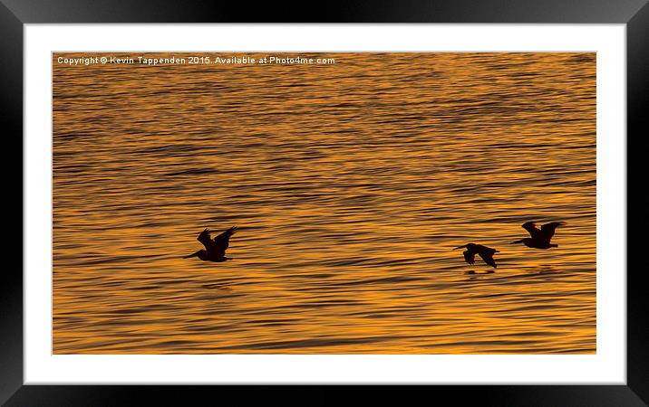 Pelican Sunset Framed Mounted Print by Kevin Tappenden