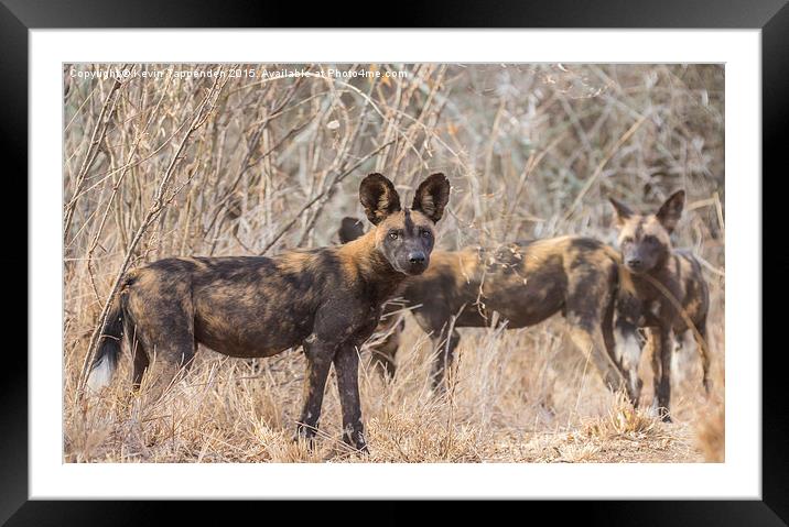  Wild Dog Family Portrait Framed Mounted Print by Kevin Tappenden