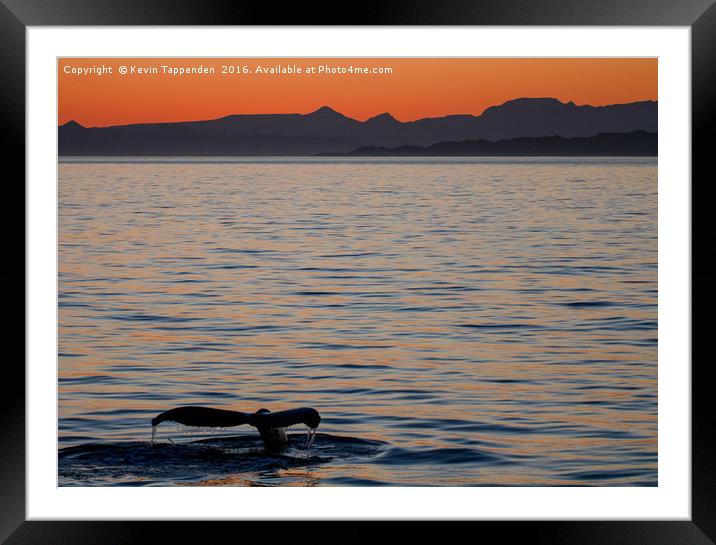 Baja Whale Sunset Framed Mounted Print by Kevin Tappenden