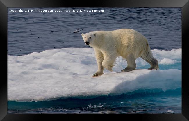 Polar Bear Framed Print by Kevin Tappenden
