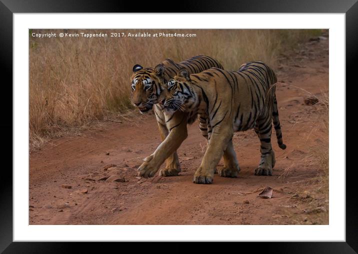 Tigers Tadoba Framed Mounted Print by Kevin Tappenden