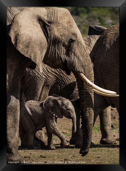 Elephant Family Framed Print by Kevin Tappenden