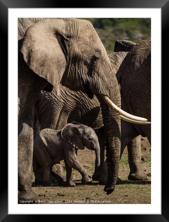 Elephant Family Framed Mounted Print by Kevin Tappenden