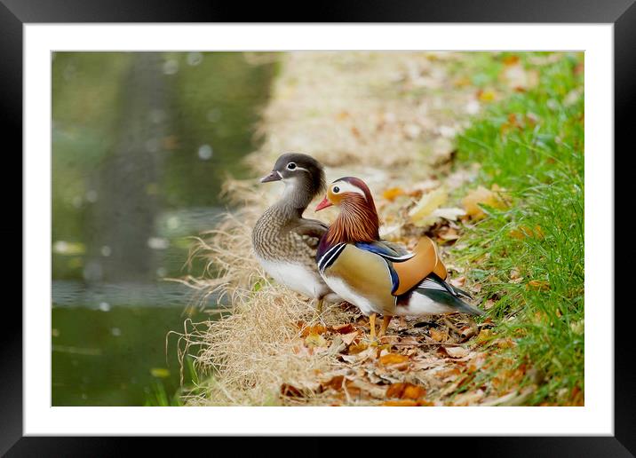 Mandarin Duck Pair Framed Mounted Print by paul green