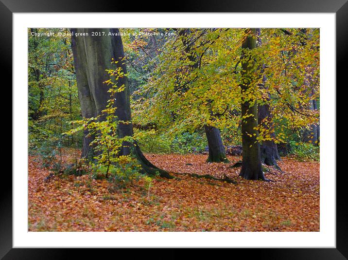 Trees in Autumn  Framed Mounted Print by paul green