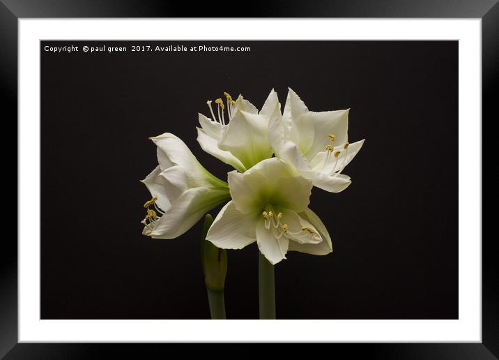 Amaryllis Framed Mounted Print by paul green