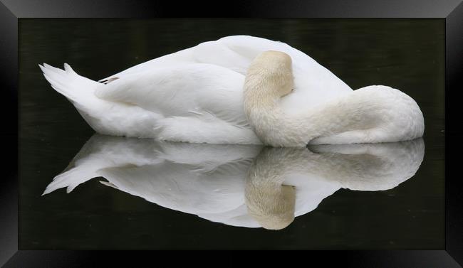 Mute Swan Framed Print by paul green