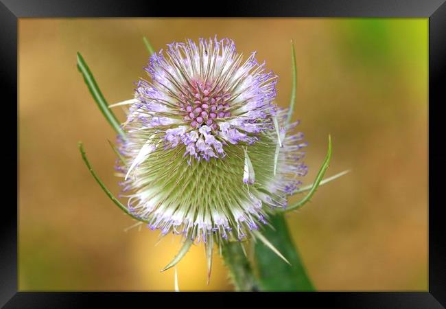 Teasel Framed Print by paul green