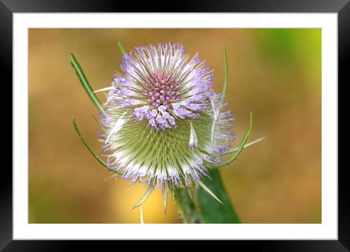 Teasel Framed Mounted Print by paul green