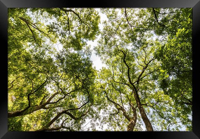 Looking through the tree canopy Framed Print by Chris Warham