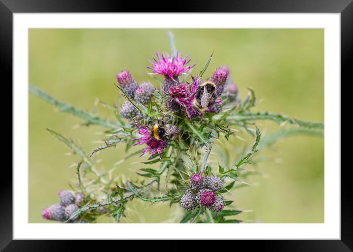 Bumble bees feeding on thistle Framed Mounted Print by Chris Warham