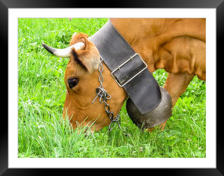  Swiss cow with cowbell in a Swiss meadow Framed Mounted Print by Chris Warham