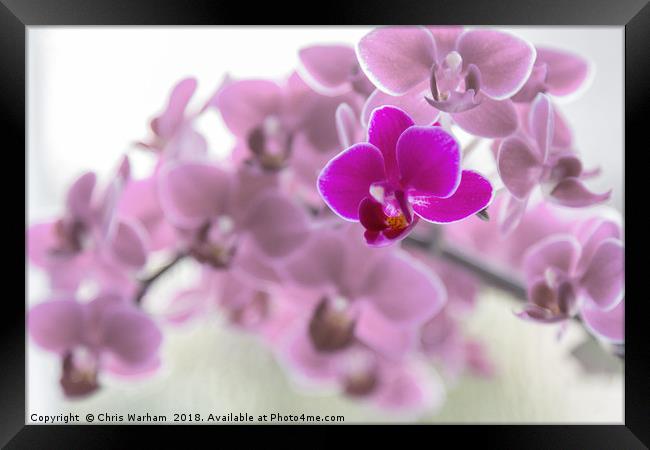 Purple orchid in front of pink orchids Framed Print by Chris Warham