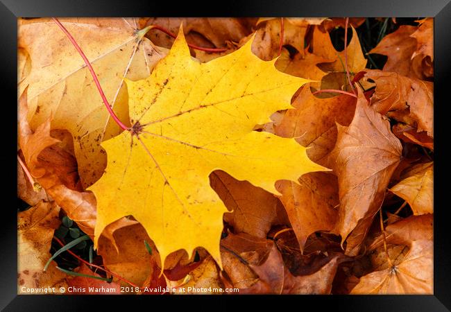 Stand out from the crowd | Autumn leaves Framed Print by Chris Warham