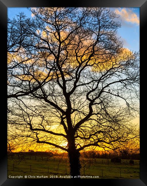 Oak Teee silhouette in a winter sunset  Framed Print by Chris Warham