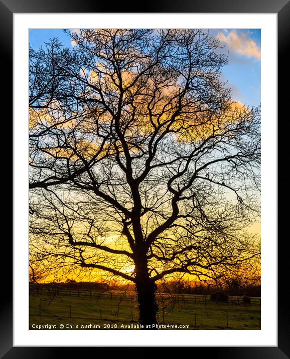 Oak Teee silhouette in a winter sunset  Framed Mounted Print by Chris Warham