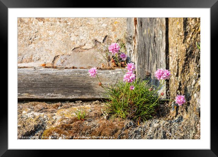 Cornish Thrift in an old wall Framed Mounted Print by Chris Warham