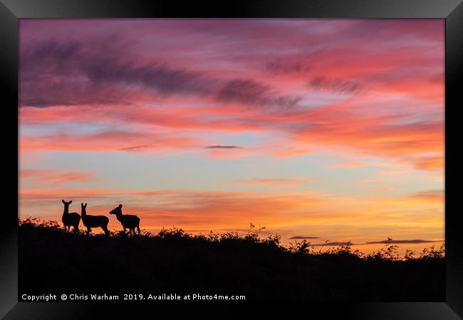 Red deer at sunset - silhouette  Framed Print by Chris Warham