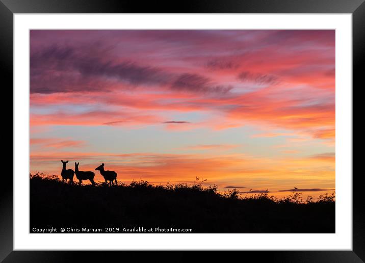Red deer at sunset - silhouette  Framed Mounted Print by Chris Warham